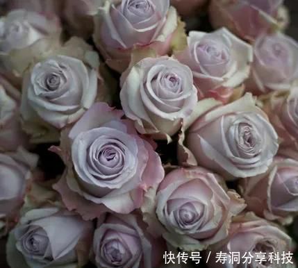  「品种」梦幻悠长，无法抗拒，月季的那抹蓝紫色美得清凉又高级！