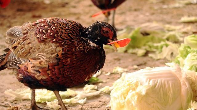  「野鸡」90年后，年轻人在城市创业困难，回到农村养鸡，只卖给