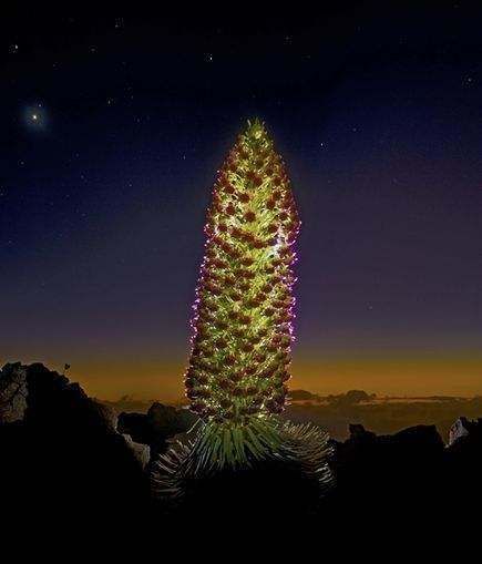 世界上最神奇的植物，几十年才开一次花，开完立刻死亡！