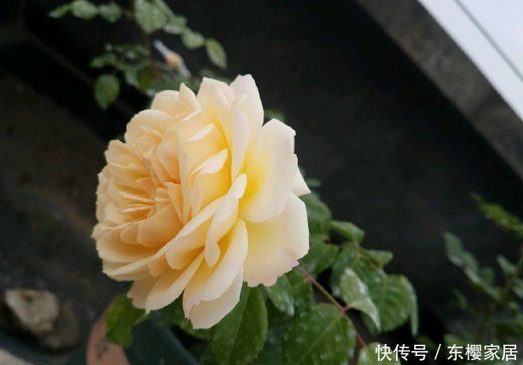  【含苞待放】珍品月季“少女之心”，含苞待放，清秀淡雅，实属养花首选