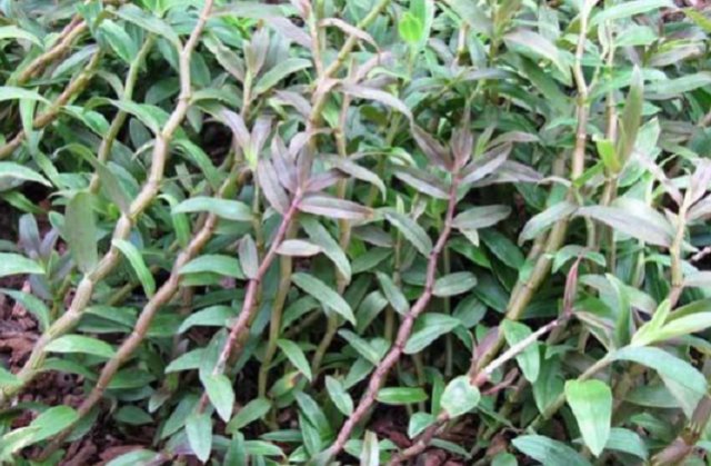  石斛@这野草名叫石斛，生长在石缝上，过去农民不重视，如今一株