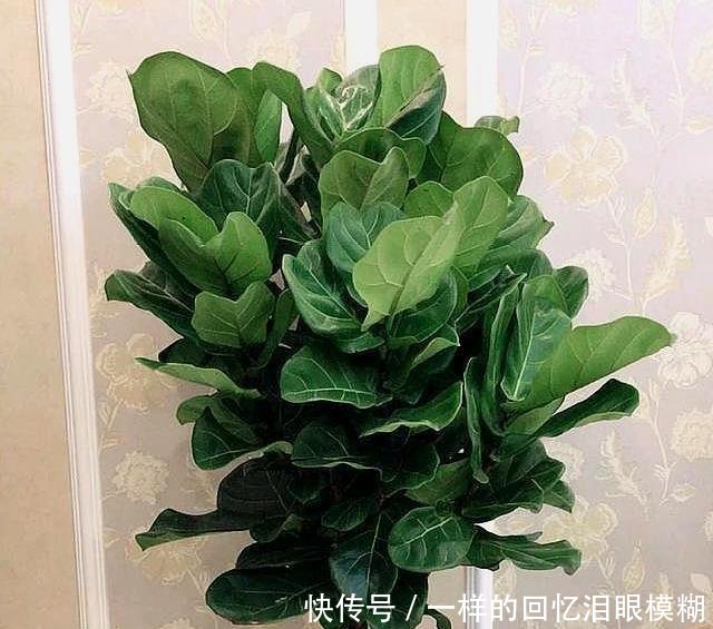 『寓意』路边4种树,掰个枝条就生根,做成盆栽寓意好,观叶赏花还好吃