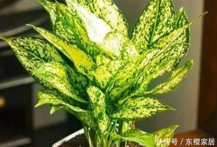 农村:农村4种“吸毒花”,被称作“天然空气净化器”,聪明人都在养