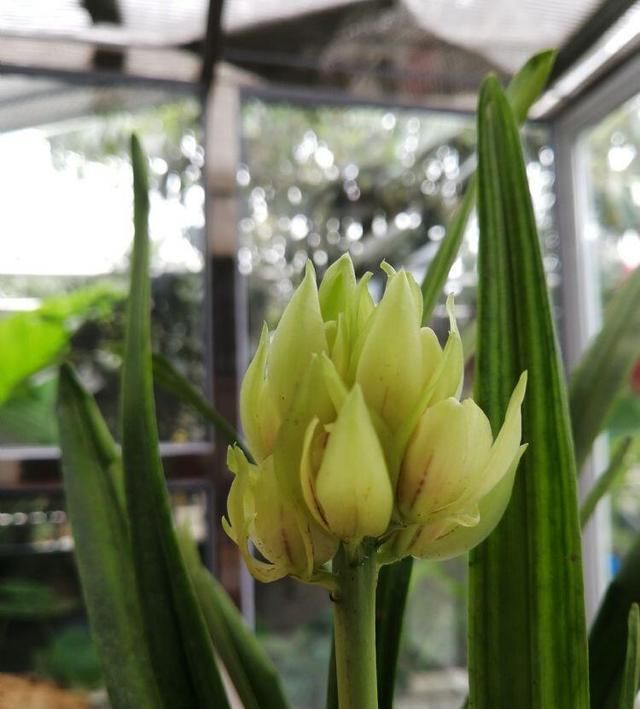  『花型』花瓣最为奇特的兰花，花开酷似宝莲灯，被众多兰花迷收藏