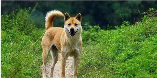  老人@农村老人常说“燕知寒门，狗知新婿”是什么意思，真的是这