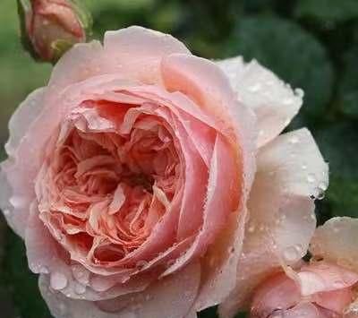  优秀■此花又名“真优秀”，花香浓郁，花色好看，极为好养，几乎零差评