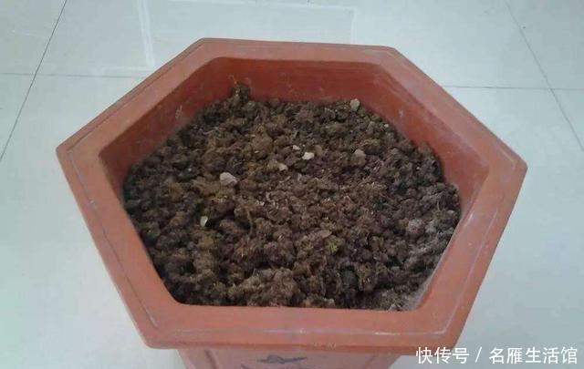  「盆栽」石榴盆栽的盛花期到了，做到这几点，叶绿花艳、越开越多能结果