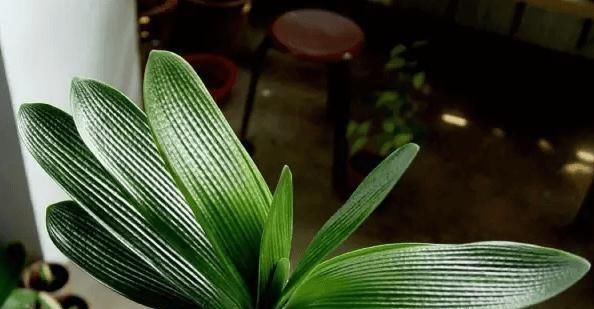  #夏季#夏季养护君子兰烂根还黄叶？这几步不做好，冬季难开花