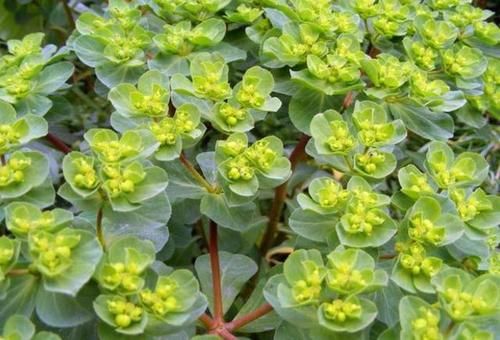  「药用价值」农村随处可见的野草，以前被老农们当杂草，却不知