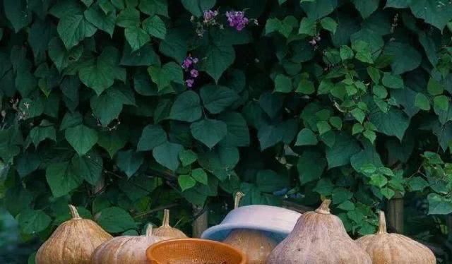 有一种遗憾，叫你没来过黄山古村落