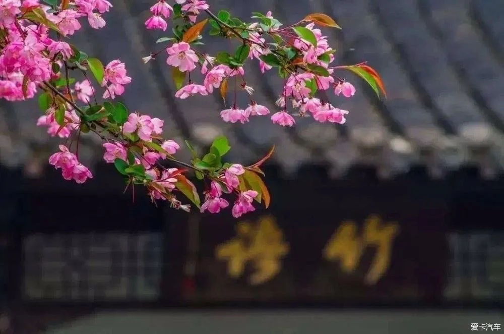 我本想去这个地方散散心,感受大好春光