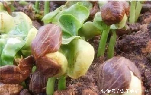  #种子#发财树能开花，还能结“果子”，果子像柠檬，能见到真“幸运”