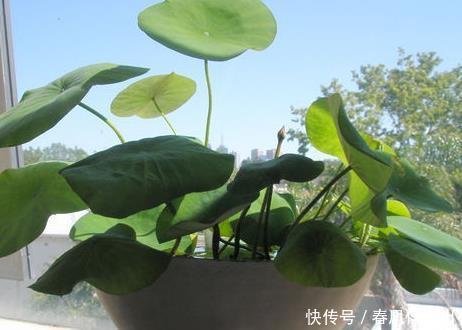 喜欢|居家就养这3种绿植,只是浇水就能长不停,一天不浇就渴死