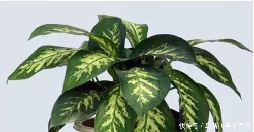 【万年青】花叶万年青,观赏价值高,盆栽要如何管理呢?