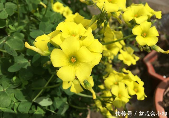  「开花更多」阳台养酢浆草，用此方法，1个种球长爆盆，花色美，满满都是花