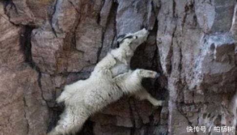 会极限运动的山羊行走于悬崖峭壁,不知恐惧为何物