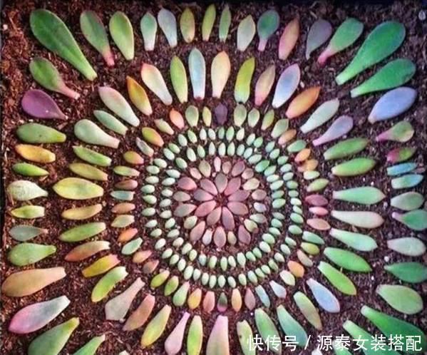 『叶片』多肉不要再买了,教你一个小妙招,剪1片叶子扔盆里,一盆变多盆