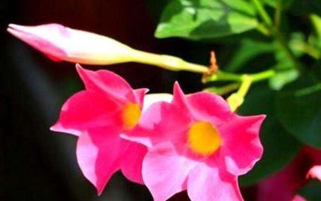  特别■家里客厅就养此四款花卉，好看养眼，开花美艳迷人，特别容易爆盆