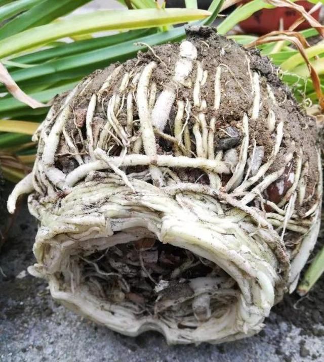  『虎皮』盆土里埋一颗“金丹”，吊兰、虎皮兰，根上长满“白葫芦”
