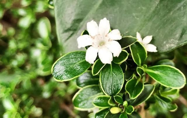  [家里]三月, 家里的植物