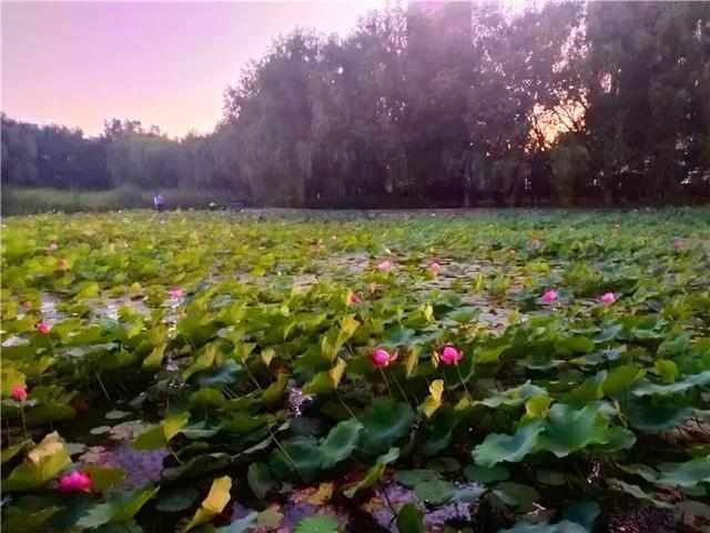 抓住夏的尾巴，走进公园与荷花来一场“藕遇”