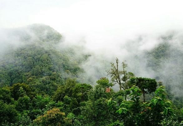  「堪比」我国这3棵树浑身是宝，树叶价值堪比黄金，最后一棵配有