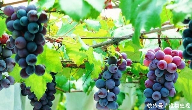  躲开|门前种树有门道，5种树镇宅，运道好，3种树要躲开，你了解