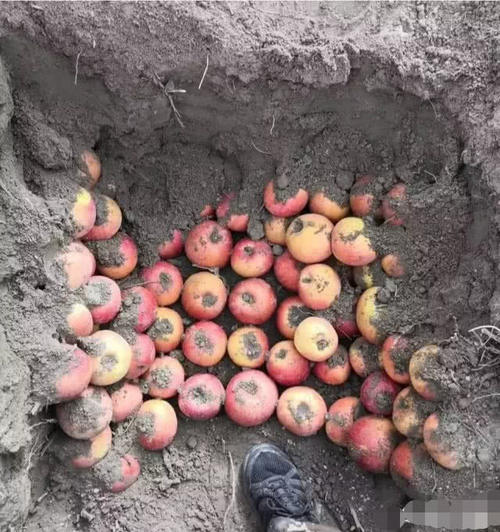  「没想到」农民为何把收获的苹果埋在土里面？没想到有这种功效