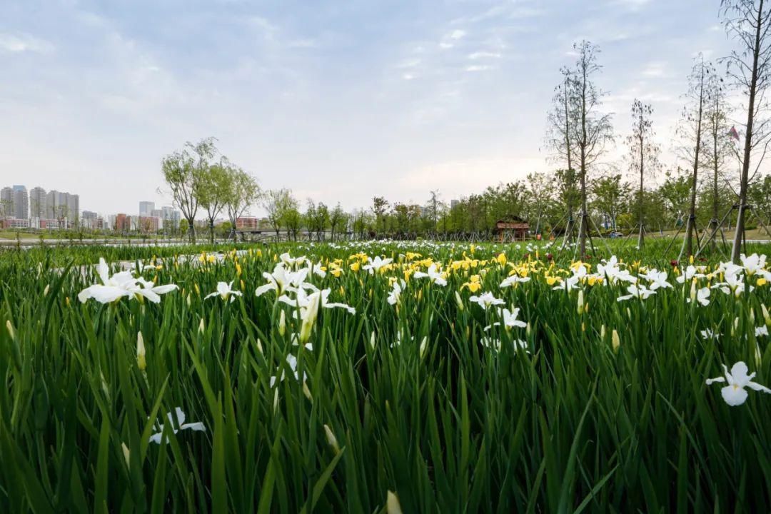  会场■2020上海（国际）花展奉贤上海之鱼会场倒计时~Bulu邀您来赏花