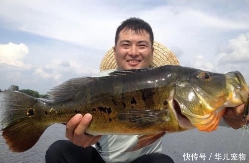  拼命■以美丽凶悍著称的孔雀鲈，遇见鱼饵拼命追，想钓点别的鱼都困难