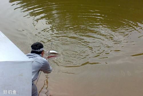 钓鲤鱼用什么饵料最好?啤酒玉米粒诱鱼不错