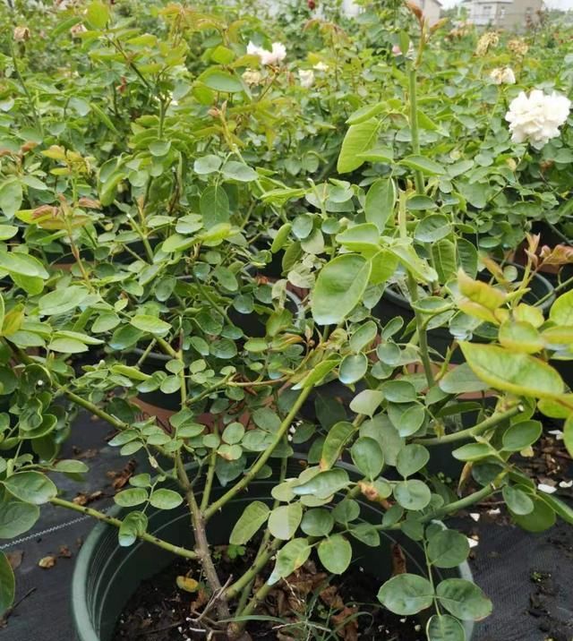 『开爆』春天月季不开花,到底因为啥?教你几个小妙招,花开爆盆不用愁。