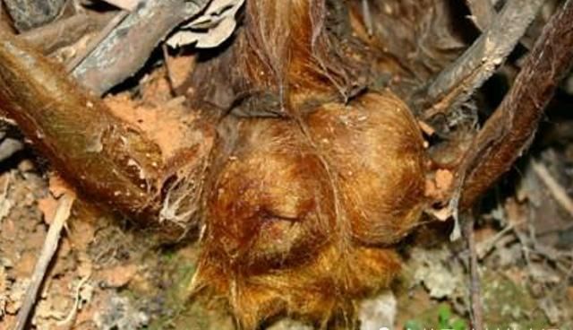  【形似】它形似“黄毛狗”，却可遇不可求，价值极高，农村见到