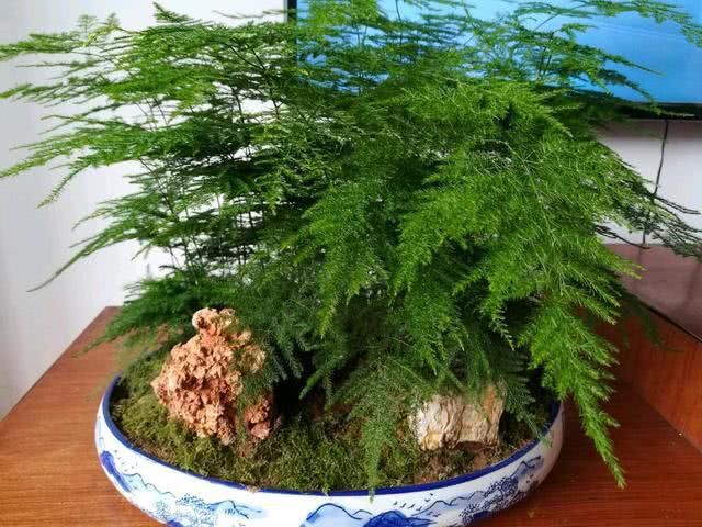  剪刀|文竹干枯似柴火，一剪刀全剪了，新生的叶子油亮亮
