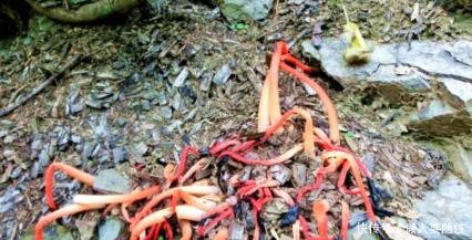 这种野生物，你看到了可以选择绕道，但别故意去踩它，当今好稀罕