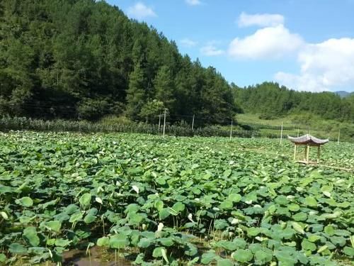 我国“最良心”的旅游城市，收费非常合理，不会出现宰客现象