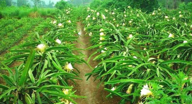  「道理」果实能当饭吃，过去南方才有，如今北方试种成功，恐要