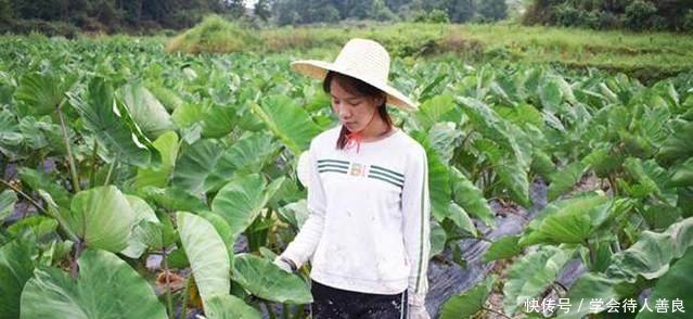 农村姑娘不在城里工作，回乡种植这种大叶子植物，亩赚一万多元
