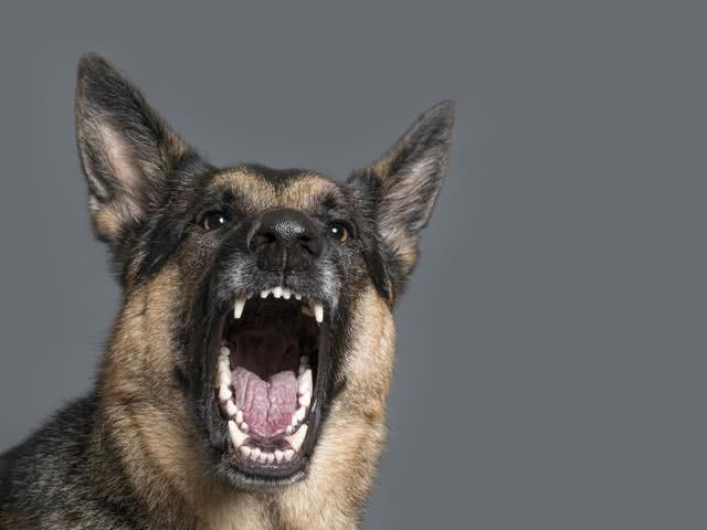 因狗吠影响睡眠