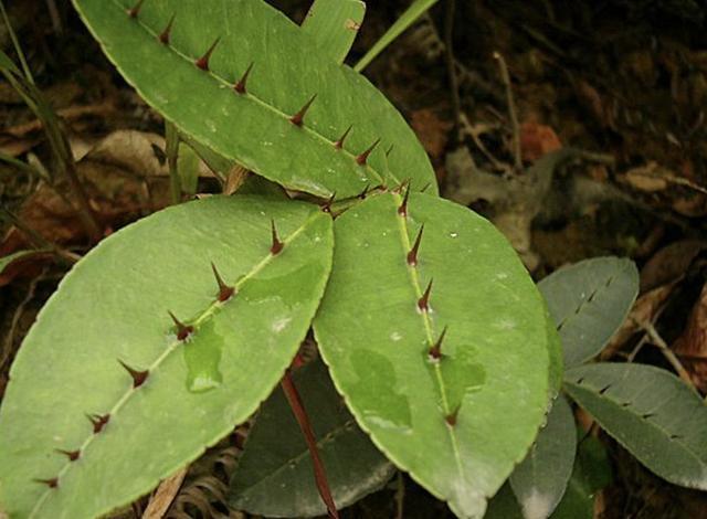  『人称』1种野草人称“两面针”，有着粗壮的主根，叶片还有刺，却珍贵！