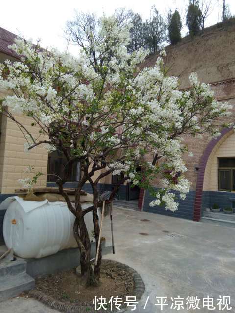 【春天】甘肃平凉老宅院内白丁香花又开了