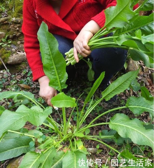 此草人称“吐血草”，农民割去喂猪，真可惜！却不知它能止血祛瘀