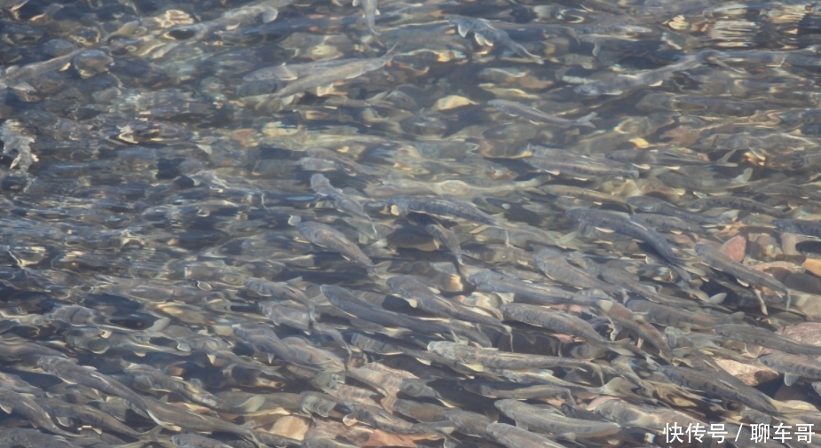 淡水鱼不能在海中生活，那黄河中的鱼呢？看完真是涨知识了！