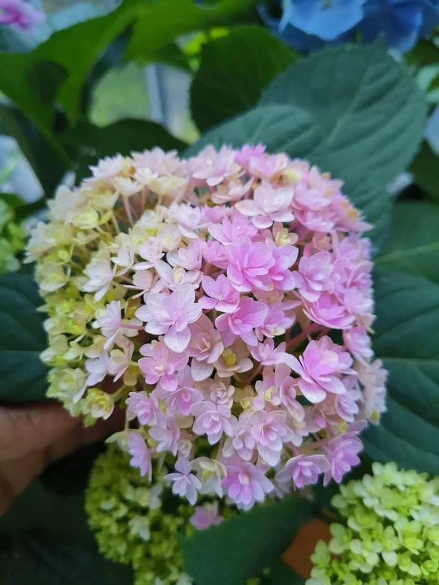  「球老师爱吃薄荷冰淇」封闭阳台养花，防盗窗有大用，1平米也能变花园！