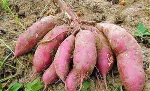  「红薯」农民种红薯，栽插有诀窍，这3种栽插方式哪种好？看完你
