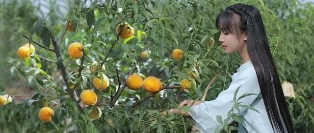  【李子】李子柒秘制经典美食，一勺长白山参蜜，融载了汗水与梦想