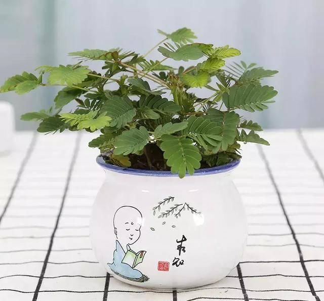  『开花』植物还能预报天气？自然界的神奇花卉植物！