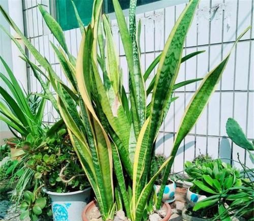  「适合」这“3种盆景”，个个叶片比花美，还能消毒、去异味，适合摆卧室