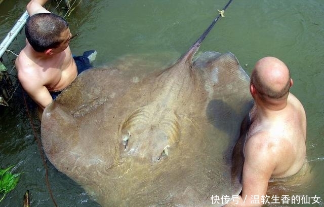 强烈要求李大毛老师停止游钓中国, 远征湄公河降服真正的巨物