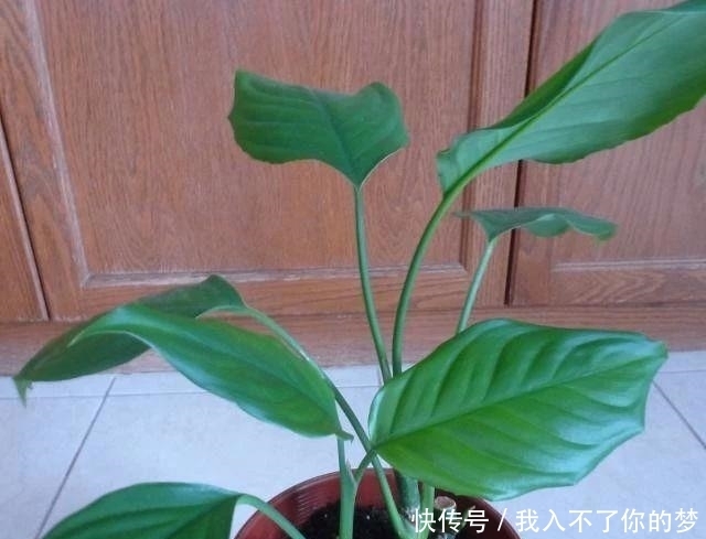  万年青|没想到广东万年青还有这么多个品种，被称为最好养的植物之一